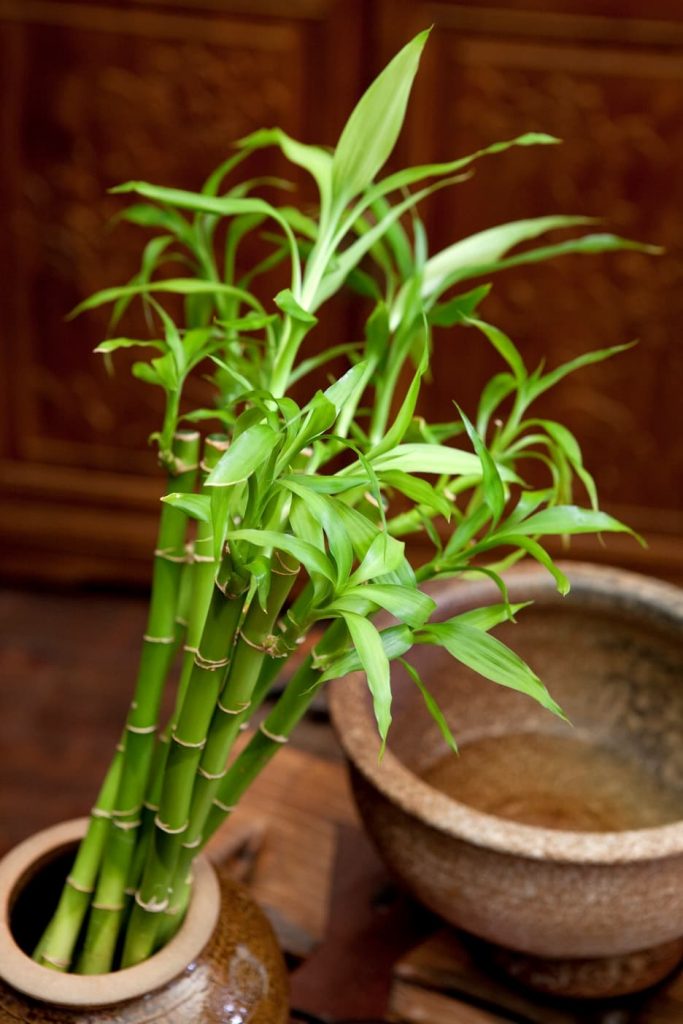 Bambus v interiéri